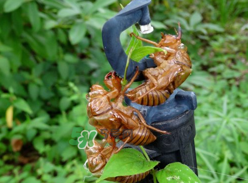 知了殼有什么藥用價值？知了殼的功效與作用