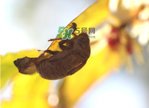 知了殼有什么藥用價值？知了殼的功效與作用