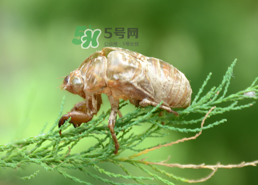 知了殼有什么藥用價值？知了殼的功效與作用