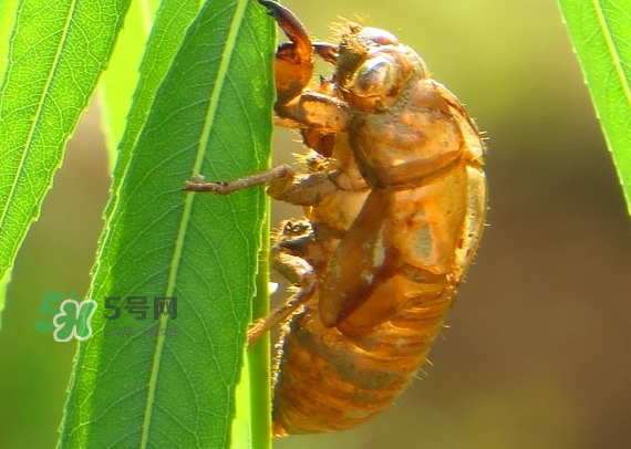 蟬蛻多少錢一斤2017？蟬蛻的功效與作用