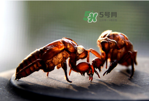 蟬蛻多少錢一斤2017？蟬蛻的功效與作用