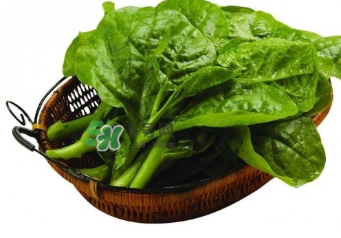 木耳菜是什么菜？木耳菜對(duì)人有哪些好處？