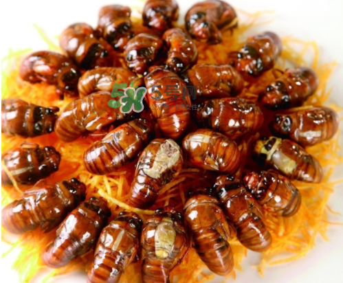 ?知了哪個(gè)部位可以吃？?知了哪個(gè)部位不能吃？