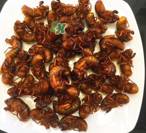 ?知了哪個(gè)部位可以吃？?知了哪個(gè)部位不能吃？