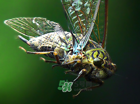 知了為什么夏天會(huì)叫？知了為什么一直叫？