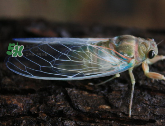 知了為什么夏天會(huì)叫？知了為什么一直叫？