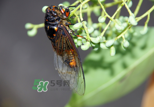 知了為什么夏天會(huì)叫？知了為什么一直叫？