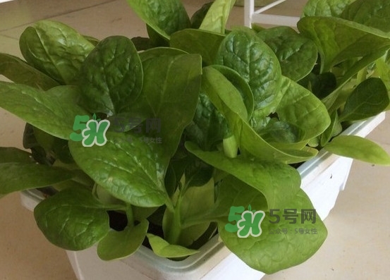 木耳菜怎么清洗？木耳菜怎么擇？