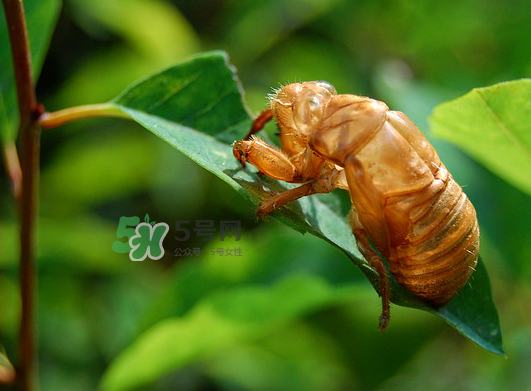 知了殼能能吃嗎？知了殼怎么吃？