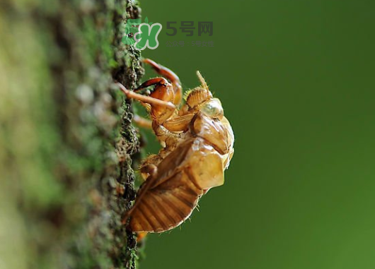知了殼能能吃嗎？知了殼怎么吃？