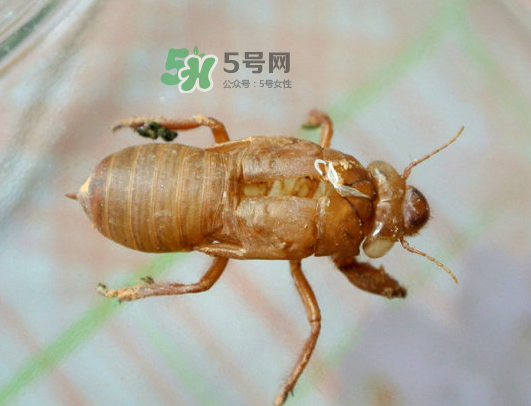 知了殼能能吃嗎？知了殼怎么吃？