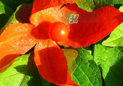 菇娘能多吃嗎？菇娘有什么營養(yǎng)價值