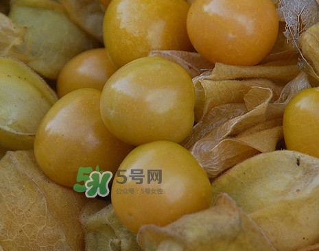 黃菇娘幾月種植？黃菇娘的種植注意事項