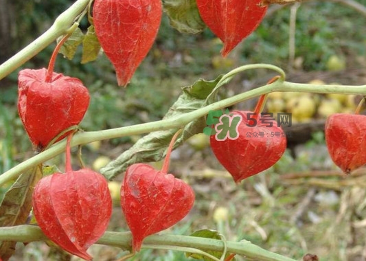 菇娘果皮有用還是果實有用？紅菇娘泡水喝用皮還是用果