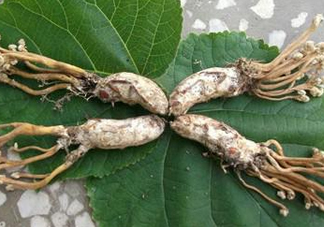 知了花多少錢一斤？野生知了花多少錢一斤2017？