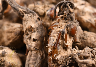 野生金蟬花多少錢一只？野生金蟬花價(jià)格