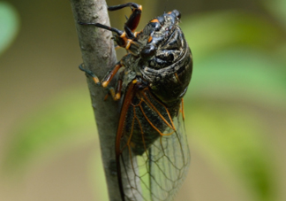 知了為什么夏天會叫？知了為什么一直叫？