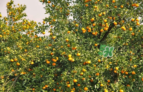 9月份去浙江穿什么？九月份去浙江穿什么衣服