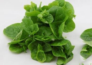 木耳菜可以生吃嗎？木耳菜可以涼拌嗎