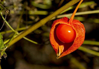 菇娘果皮有用還是果實(shí)有用？紅菇娘泡水喝用皮還是用果