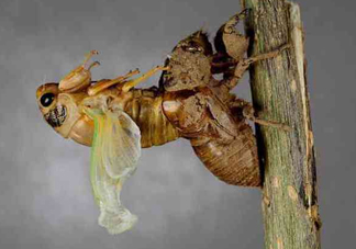 金蟬為什么要脫殼？金蟬什么時候脫殼？