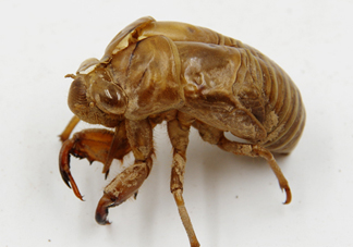 知了殼能泡水喝嗎？知了殼煮水治什么？