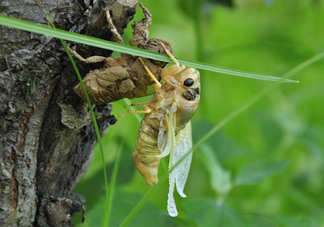 金蟬什么時候最多？金蟬什么時候沒有？