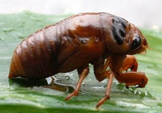 金蟬養(yǎng)殖需投資多少錢？養(yǎng)殖金蟬一畝收多少錢？