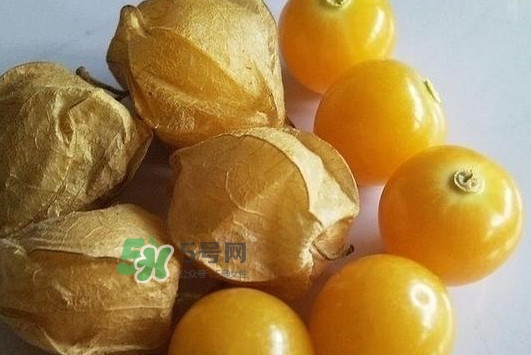 菇娘果皮有用還是果實有用？紅菇娘泡水喝用皮還是用果