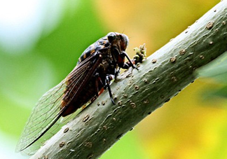 金蟬為什么從土里出來？金蟬出土?xí)r間