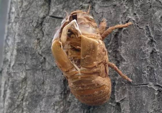 知了殼有什么藥用價(jià)值？知了殼的功效與作用