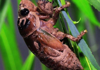 金蟬晚上幾點出來？金蟬為什么晚上出來？