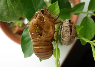 金蟬殼多少錢一斤？金蟬殼價格