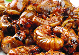 金蟬不能和什么一起吃？金蟬哪些人不能吃？