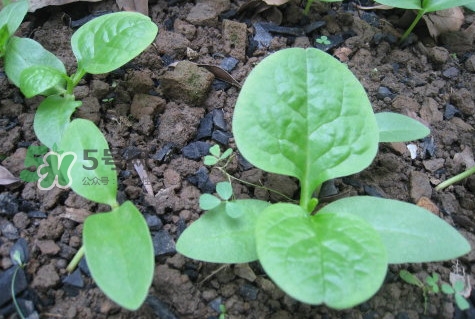 木耳菜和什么食物相克？木耳菜不能和什么一起吃