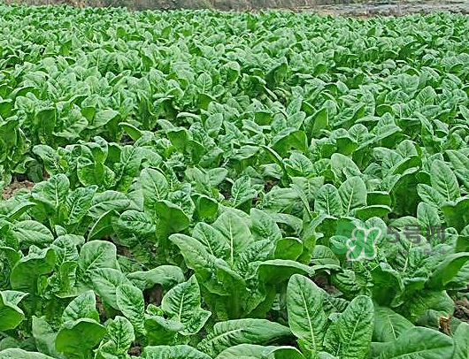 九月份可以種什么蔬菜？九月份適合種植什么蔬菜？