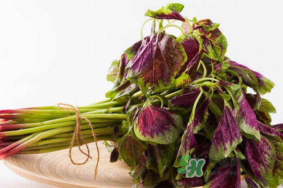 野莧菜孕婦能吃嗎？莧菜和野莧菜的區(qū)別