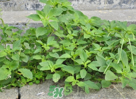 野莧菜什么人不能吃？野莧菜不能和什么一起吃