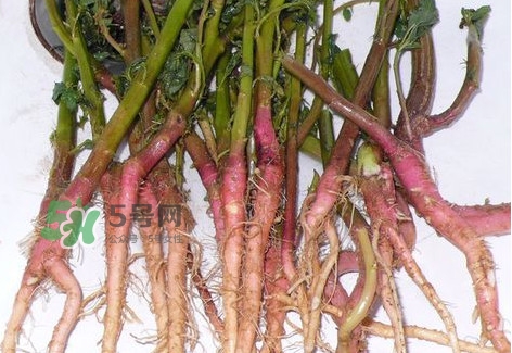 莧菜留根能長(zhǎng)么？莧菜根為什么腌制前要水泡一整天