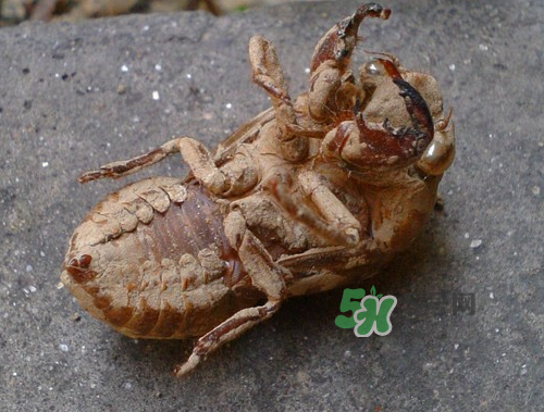 知了殼可以泡酒嗎？知了殼泡酒有什么功效？