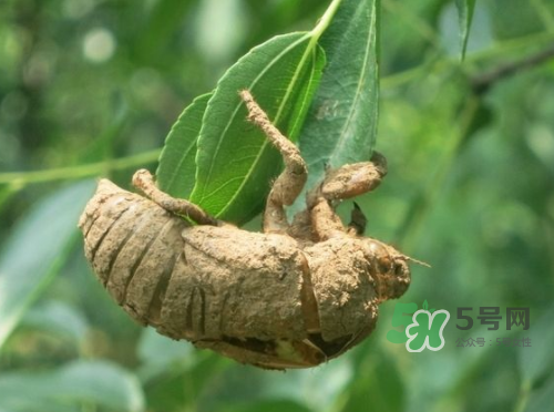 知了殼可以泡酒嗎？知了殼泡酒有什么功效？