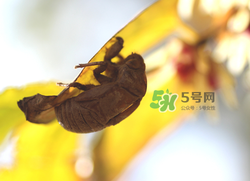 知了殼可以泡酒嗎？知了殼泡酒有什么功效？