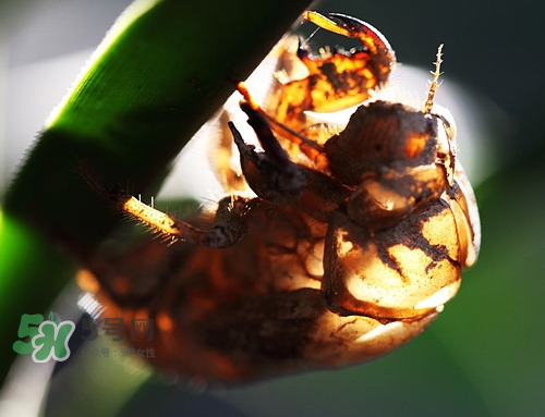 知了殼能治過敏性鼻炎嗎？知了殼可以治過敏性鼻炎嗎？