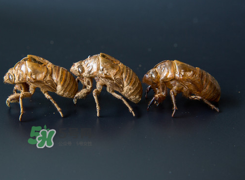 知了殼能治過敏性鼻炎嗎？知了殼可以治過敏性鼻炎嗎？