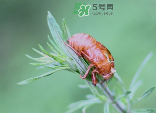 知了殼能治過敏性鼻炎嗎？知了殼可以治過敏性鼻炎嗎？