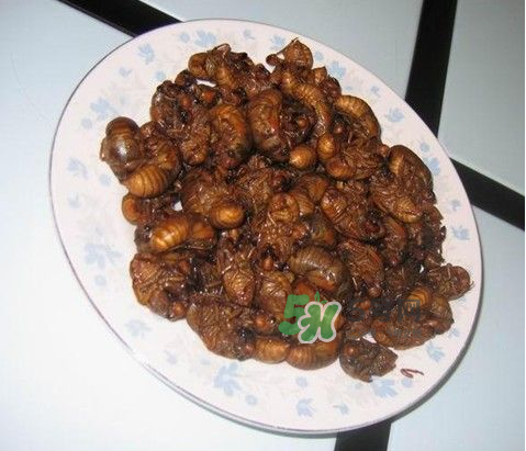 吃金蟬過(guò)敏怎么辦？吃金蟬為什么會(huì)過(guò)敏？