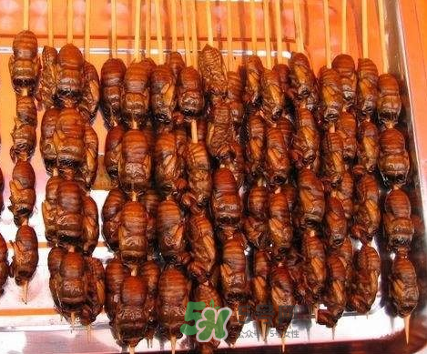 吃金蟬過(guò)敏怎么辦？吃金蟬為什么會(huì)過(guò)敏？