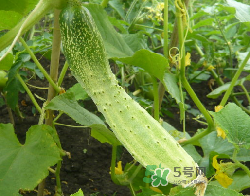 立秋可以種什么菜？立秋后可以種什么菜？