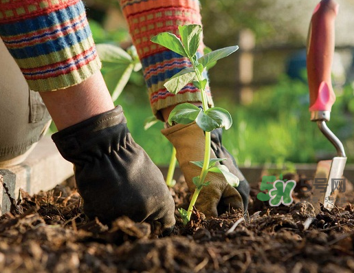 立秋可以種什么菜？立秋后可以種什么菜？