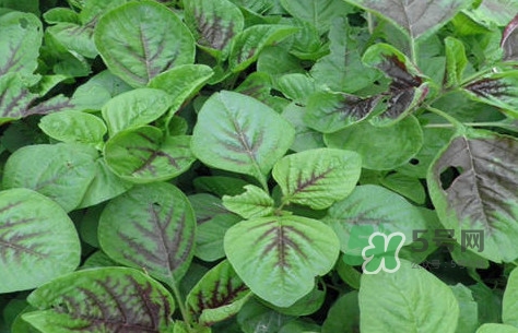 炒野莧菜要焯水嗎？野莧菜和山藥能在一起吃嗎